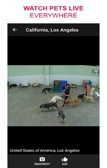 Приложение Live Camera Viewer на Андроид